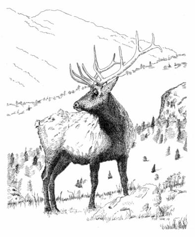 Bull Elk Coloring Page